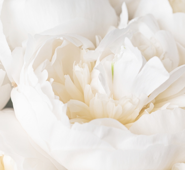 Close up image of white peonies
