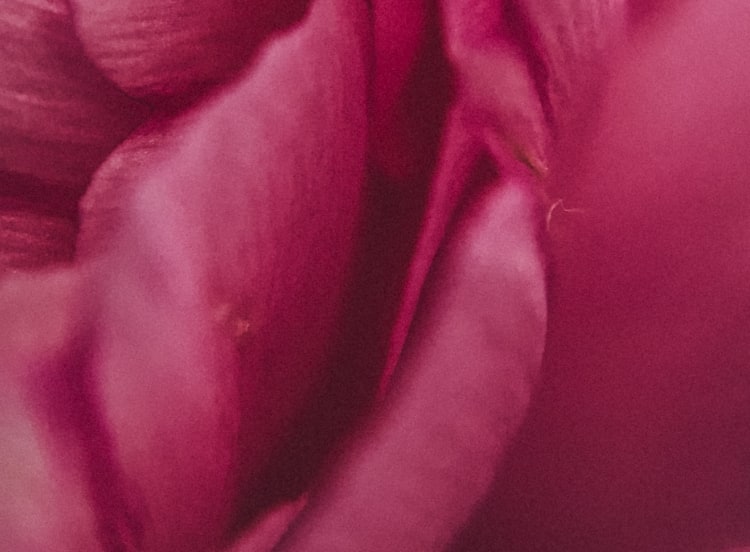 Close up of a beautiful, dark pink peony.