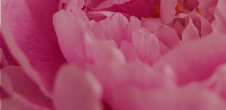 Closeup of pink peonies.