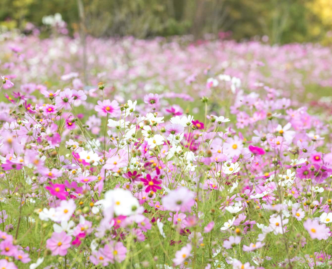Field of flowers