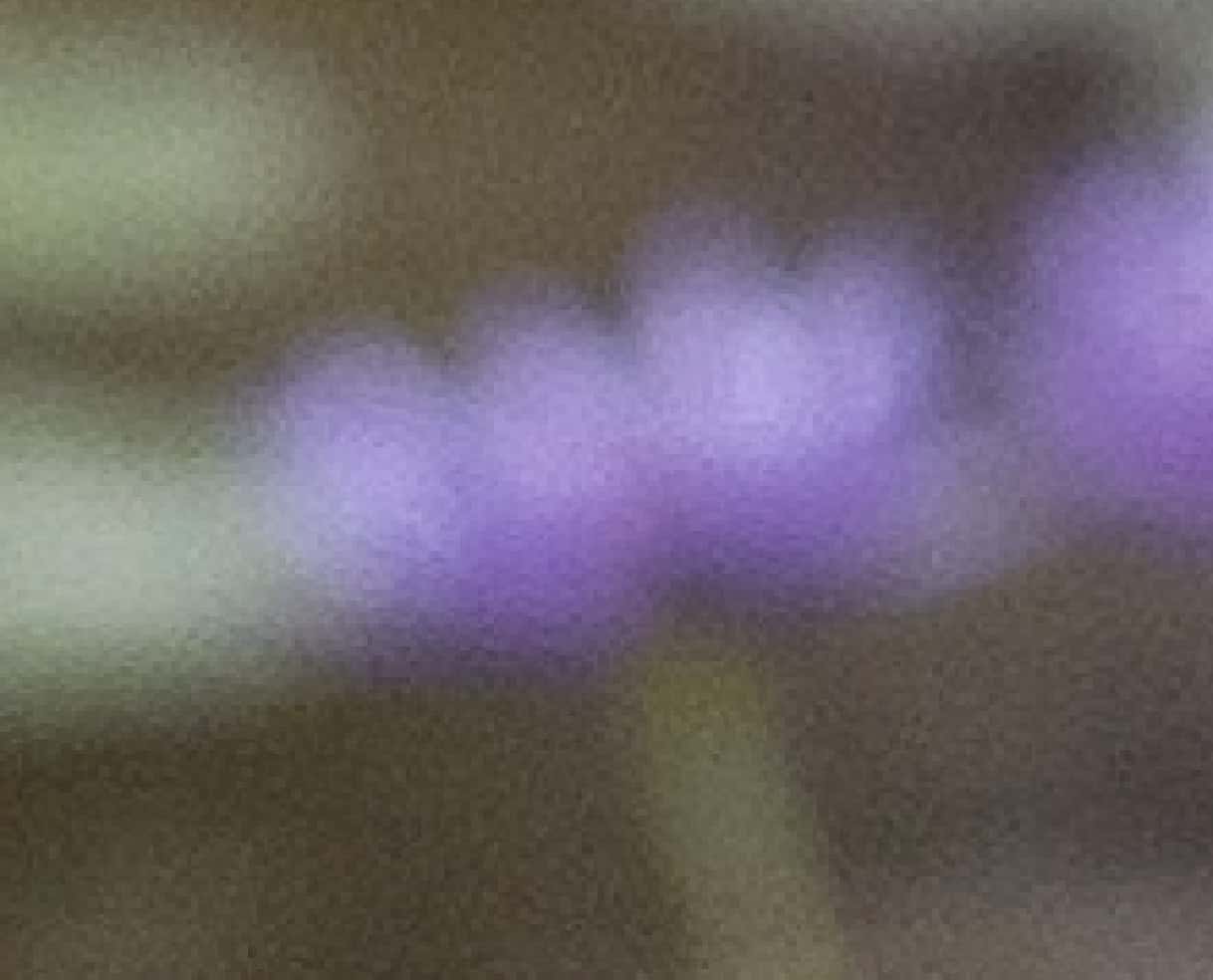 Blurry image of lavender flowers.