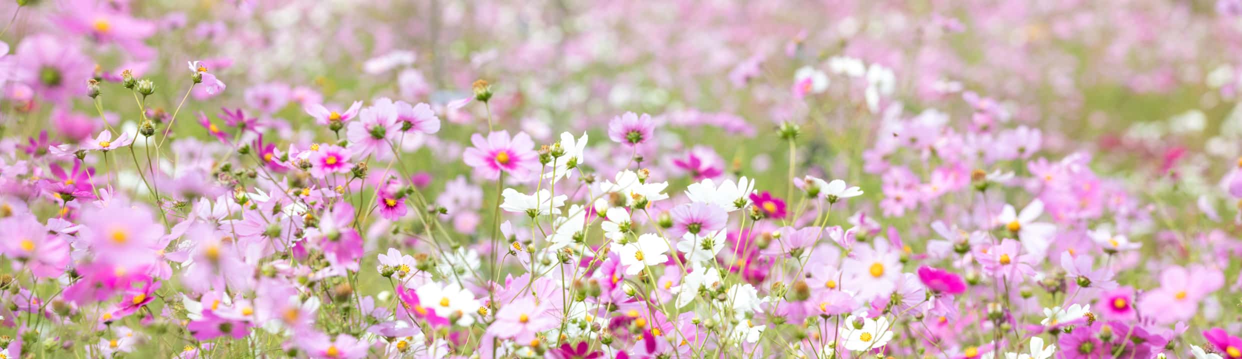 Field of flowers