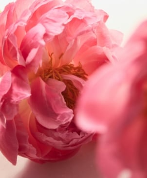 Close up of pink peonies