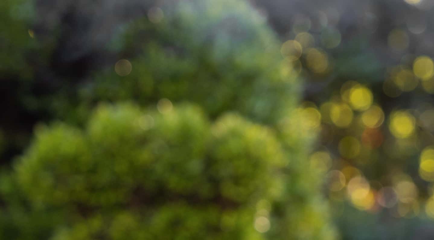 Topiary garden