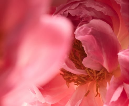 Close up of pink peonies