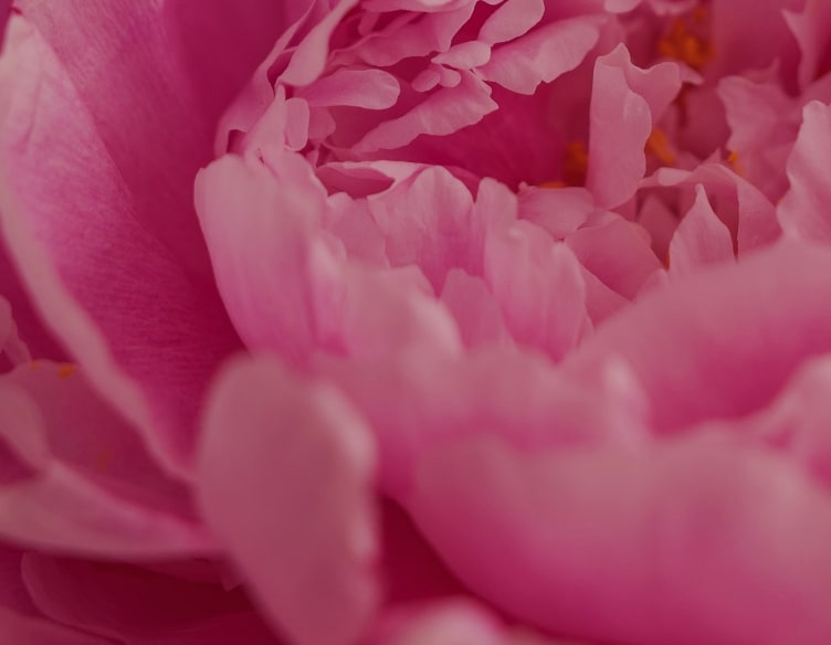 Closeup of pink peonies