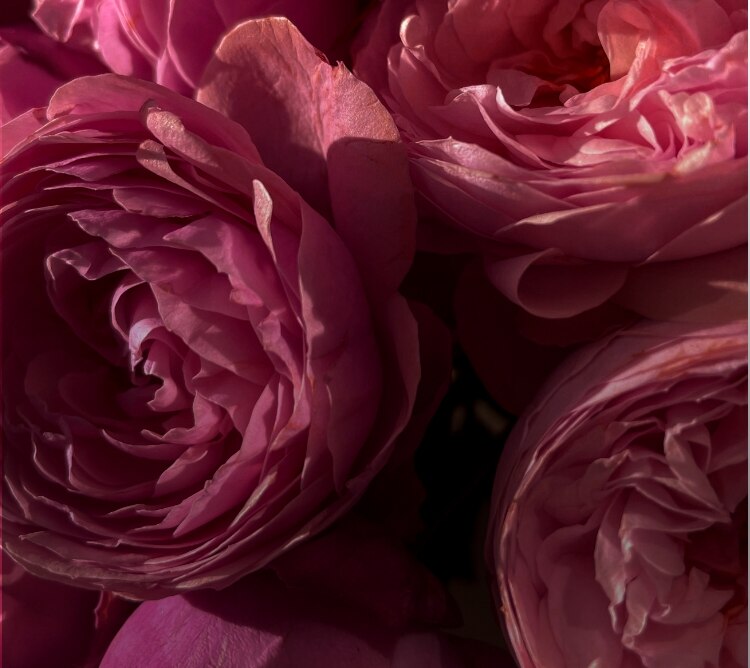 A video showing a beautiful, dark pink peony